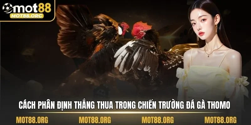 đá gà Thomo